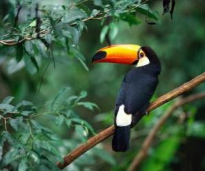 Puzzle Toco Toucan